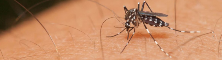 Aedes Mosquitoes Aedes Mosquitoes