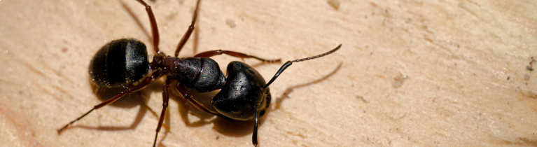 CARPENTER ANTS CARPENTER ANTS
