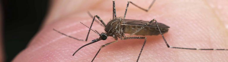 Culex Mosquitoes Culex Mosquitoes