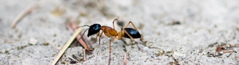 GHOST ANTS GHOST ANTS