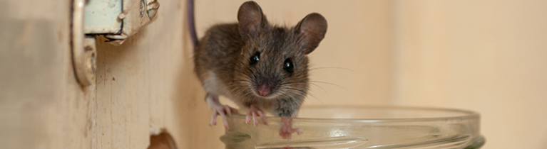 House Mouse House Mouse