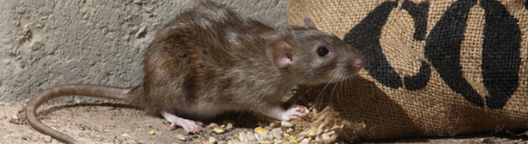 Norway Rat Norway Rat