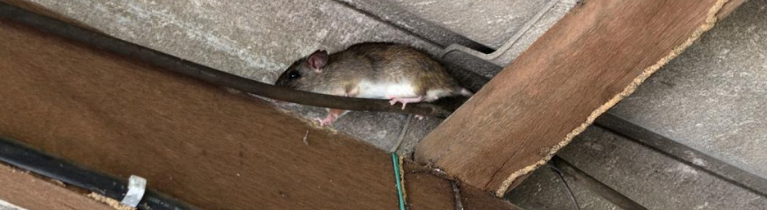 Roof Rats Roof Rats