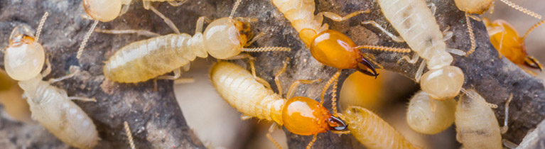 Subterranean-Termites
