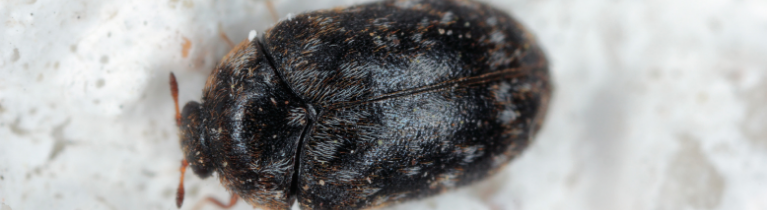 Varied Carpet Beetle Varied Carpet Beetle