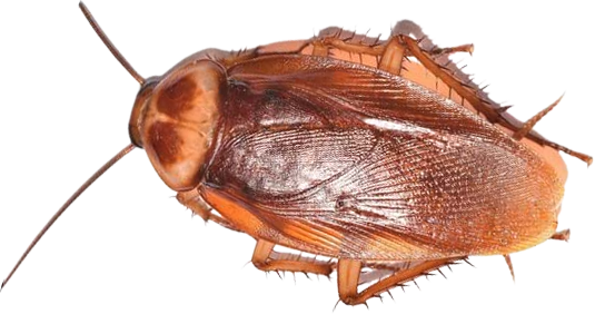 cocrouch-clipart