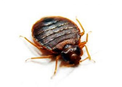 bug