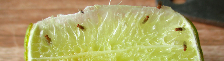 Fruit-Fly-thumbsss