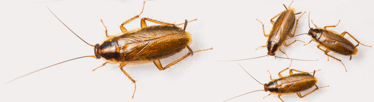 German-Cockroach--thumbsssss