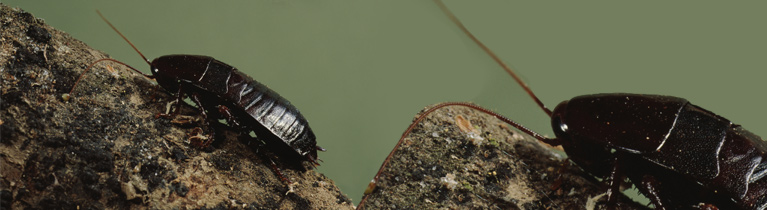 oriental-cockroach-thumbsss
